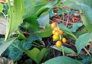 Szent Lukács Gyógyfürdő és Uszoda Budapest