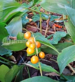 Szent Lukács Gyógyfürdő és Uszoda