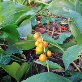 Szent Lukács Gyógyfürdő és Uszoda Budapest - Egyéb