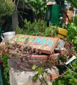 Lusta Páva Borbár és Pince