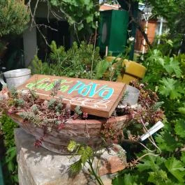 Lusta Páva Borbár és Pince Monor - Egyéb