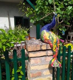 Lusta Páva Borbár és Pince