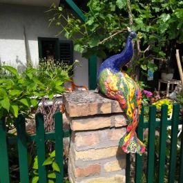 Lusta Páva Borbár és Pince Monor - Egyéb