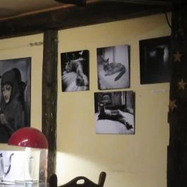 Macska Budapest - Egyéb