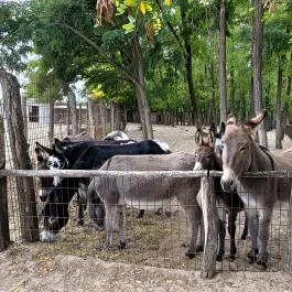 Magán Zoo, Felsőlajos - Egyéb