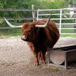 Magán Zoo, Felsőlajos - Egyéb