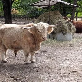 Magán Zoo, Felsőlajos - Egyéb