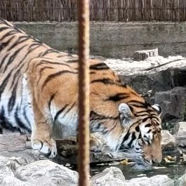 Magán Zoo, Felsőlajos - Egyéb