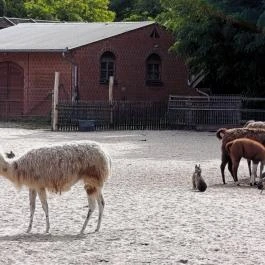 Magán Zoo, Felsőlajos - Egyéb