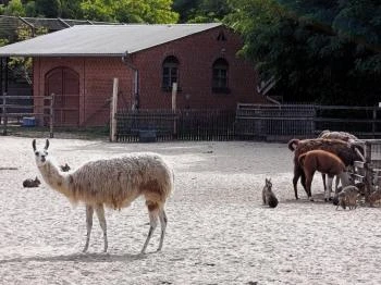 Magán Zoo Felsőlajos