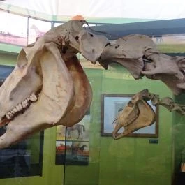 Magyar Mezőgazdasági Múzeum és Könyvtár Budapest - Egyéb