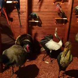 Magyar Természettudományi Múzeum Budapest - Egyéb