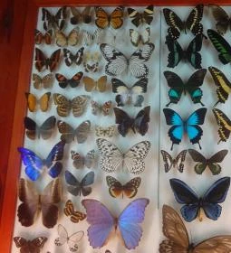 Magyar Természettudományi Múzeum