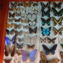 Magyar Természettudományi Múzeum Budapest - Egyéb