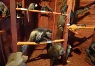 Magyar Természettudományi Múzeum Budapest