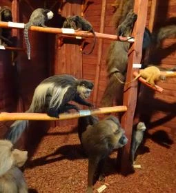 Magyar Természettudományi Múzeum