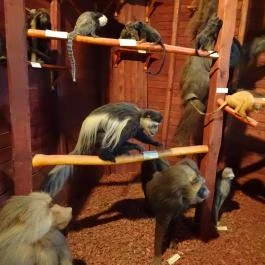 Magyar Természettudományi Múzeum Budapest - Egyéb