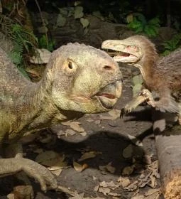 Magyar Természettudományi Múzeum