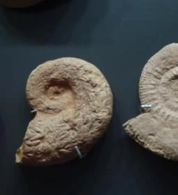 Magyar Természettudományi Múzeum