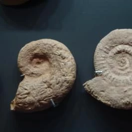 Magyar Természettudományi Múzeum Budapest - Egyéb