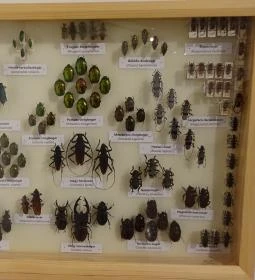 Magyar Természettudományi Múzeum