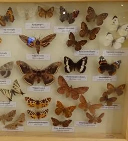 Magyar Természettudományi Múzeum