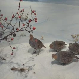 Magyar Természettudományi Múzeum Mátra Múzeuma, Gyöngyös - Egyéb