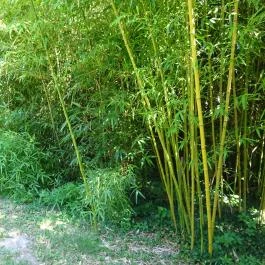 Vácrátóti Arborétum Vácrátót - Egyéb