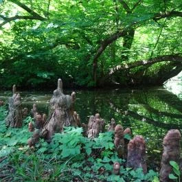 Vácrátóti Arborétum Vácrátót - Egyéb