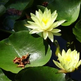 Vácrátóti Arborétum Vácrátót - Egyéb