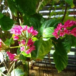 Vácrátóti Arborétum Vácrátót - Egyéb