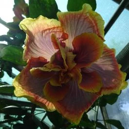 Vácrátóti Arborétum Vácrátót - Egyéb