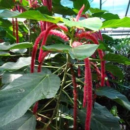 Vácrátóti Arborétum Vácrátót - Egyéb