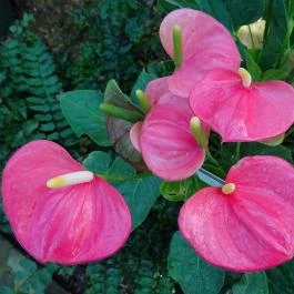 Vácrátóti Arborétum Vácrátót - Egyéb