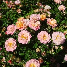 Vácrátóti Arborétum Vácrátót - Egyéb