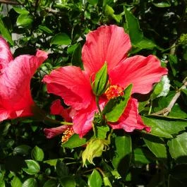 Vácrátóti Arborétum Vácrátót - Egyéb