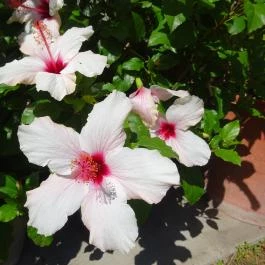 Vácrátóti Arborétum Vácrátót - Egyéb