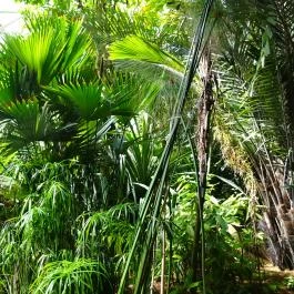 Vácrátóti Arborétum Vácrátót - Egyéb