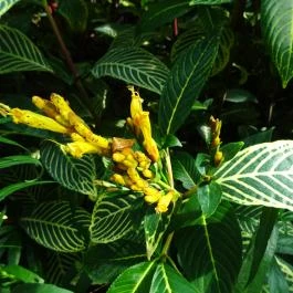 Vácrátóti Arborétum Vácrátót - Egyéb