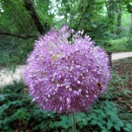 Magyarország Történeti Kertjei Kiállítás, Alcsútdoboz - 