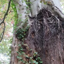 Magyarország Történeti Kertjei Kiállítás, Alcsútdoboz - 