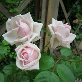 Magyarország Történeti Kertjei Kiállítás, Alcsútdoboz - 