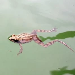 Magyarország Történeti Kertjei Kiállítás, Alcsútdoboz - 