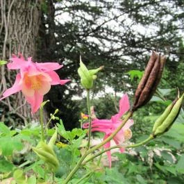 Magyarország Történeti Kertjei Kiállítás, Alcsútdoboz - 
