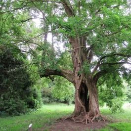Magyarország Történeti Kertjei Kiállítás, Alcsútdoboz - 