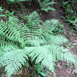 Magyarország Történeti Kertjei Kiállítás, Alcsútdoboz - 