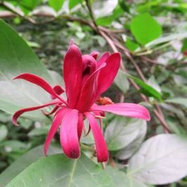 Magyarország Történeti Kertjei Kiállítás, Alcsútdoboz - 