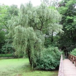 Magyarország Történeti Kertjei Kiállítás, Alcsútdoboz - 