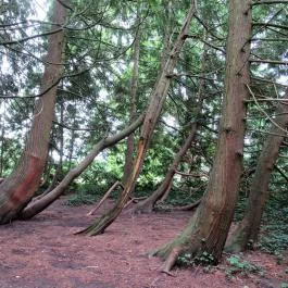 Magyarország Történeti Kertjei Kiállítás, Alcsútdoboz - 