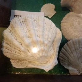 Magyarországi Kalcitkristályok Színes Világa, Fertőrákos - 